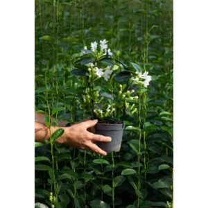 Stephanotis