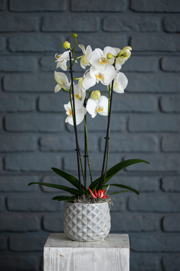 Phalaenopsis