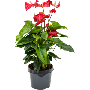 Anthurium